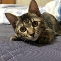 おてんばサビキジちゃん♡