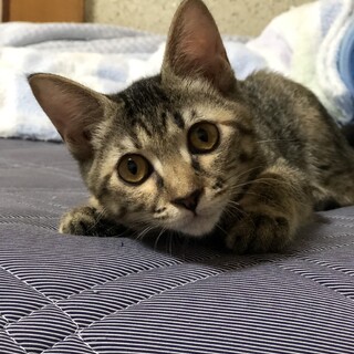 おてんばサビキジちゃん♡