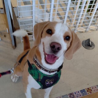 ビーグル男の子♂ コナン君★