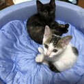 急募、3ヶ月の子猫