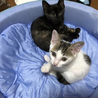 急募、3ヶ月の子猫