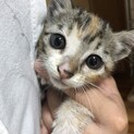 里親募集中