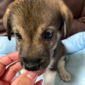 とうふ君の家族を探してます。