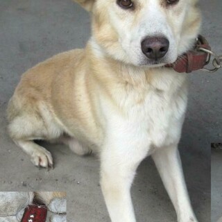 フレンドリーなこ待っていたのにお迎えこなかった