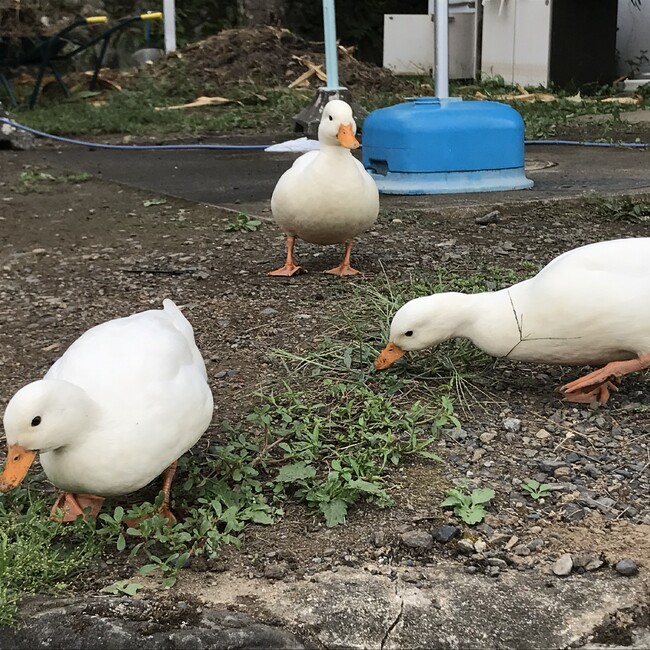 こっこりーののカバー写真