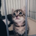 生後1ヵ月半の3兄弟