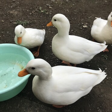 コールダック今日も楽しそう