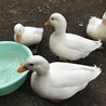 コールダック今日も楽しそう