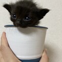黒猫の男の子