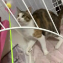 甘えん坊美人ミケ猫