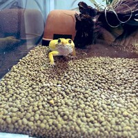 ヒョウモントカゲモドキ