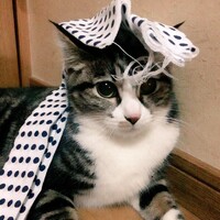 にゃんち