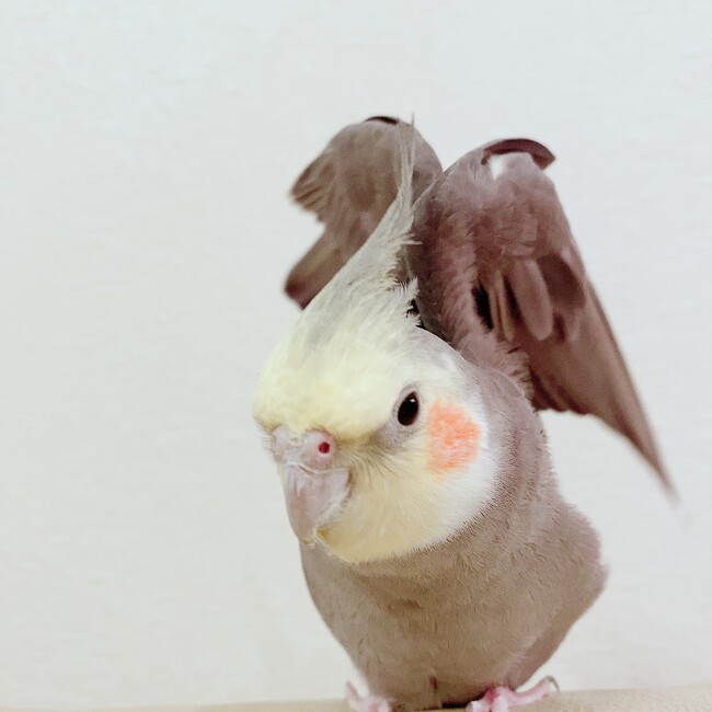 キロレイのカバー写真