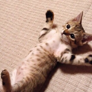 （停止中）　ジュンちゃん
