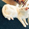 くわえり