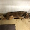 大人しい可愛らしい男の子 サムネイル6