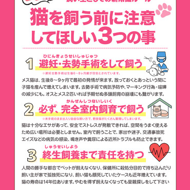 猫を飼う前に注意してほしい３つの事。