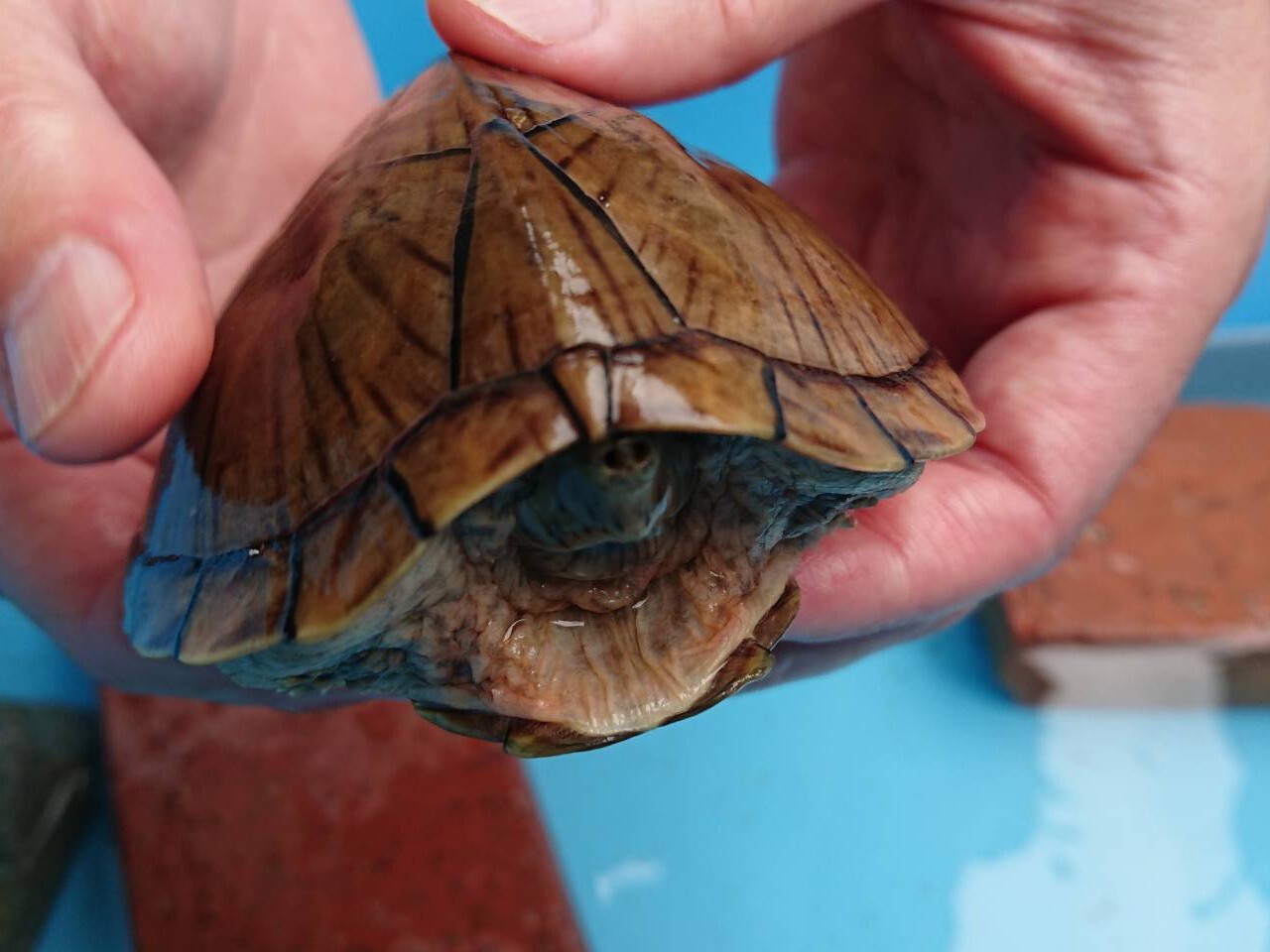 かぶとにおい亀のもみじさん 奈良県 爬虫類 他の里親募集 ペットのおうち 月間利用者150万人