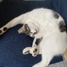 みかん缶詰