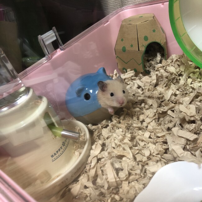 権蔵小町のカバー写真