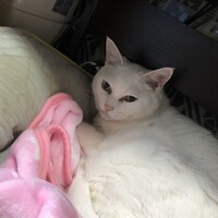シロ