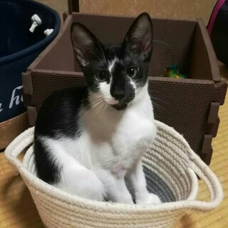 愛くるしい男の子3ヶ月・2020年5月末頃生