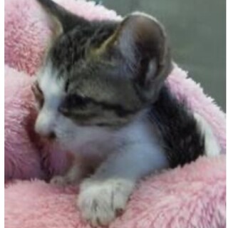 里親様に迎えられました。子猫♀150