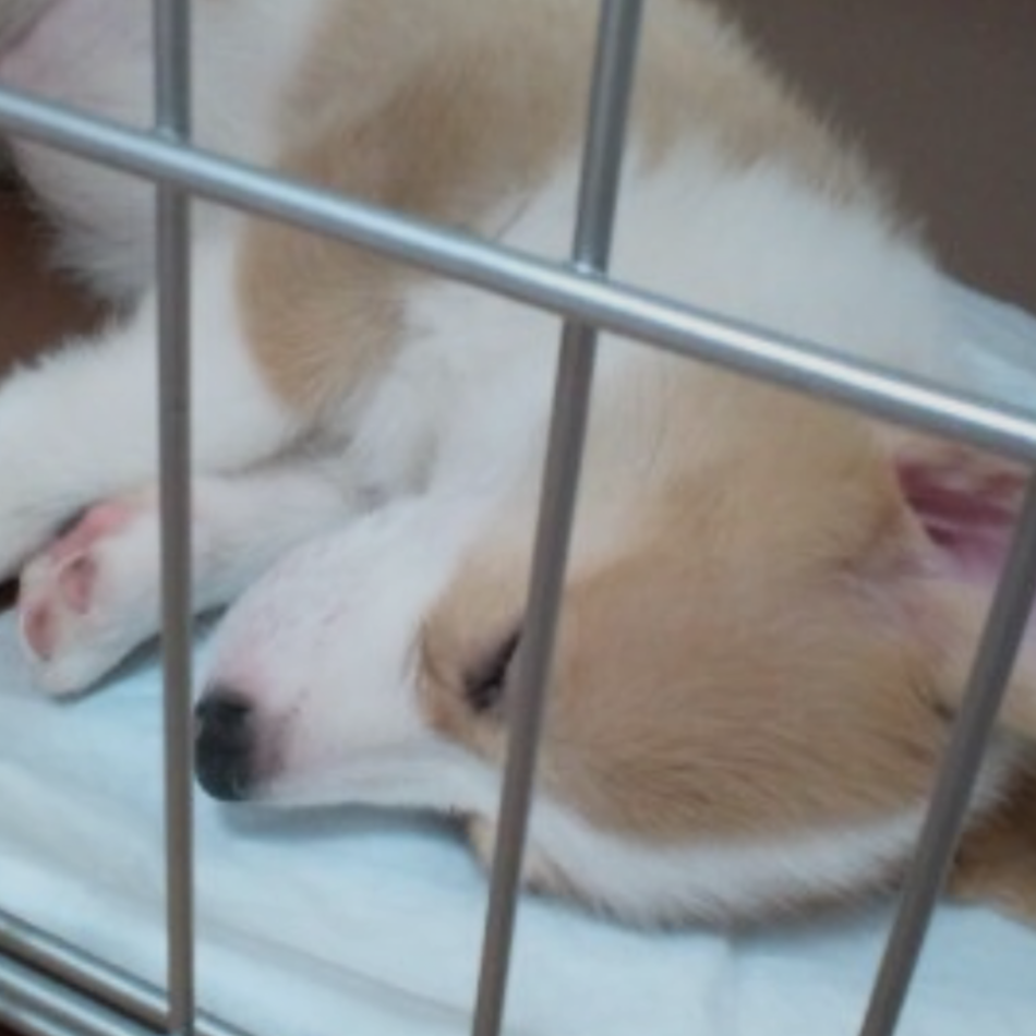 ウィルのカバー写真