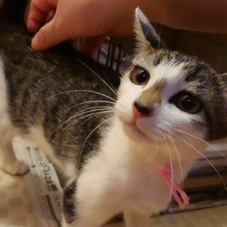 ついてきちゃった甘えん坊☆動画あります