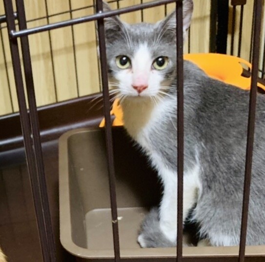 グレーハチワレ 綺麗な 沖縄県 猫の里親募集 ペットのおうち 月間利用者150万人