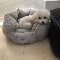 ブラン