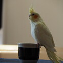 オカメインコ里親募集しています。