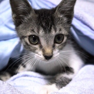 活発で甘えんぼな女の子です♪