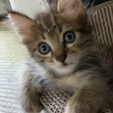 迷い猫保護