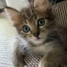 迷い猫保護