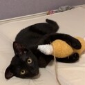 黒猫ラスクは、里親さま決定しました。