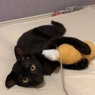 黒猫ラスクは、里親さま決定しました。