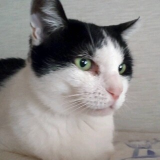 仮名「リボン」白黒の女の子