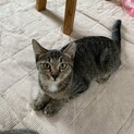 ツンデレキジトラちゃん