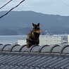 reggaecats