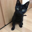 黒猫千夏くん