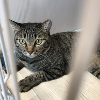 難易度高め、でも本当は甘えたい