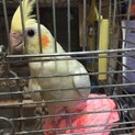 里親が決まらないので自宅で飼うことにしました