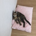 サビ×キジ柄の♀生後10ヶ月！