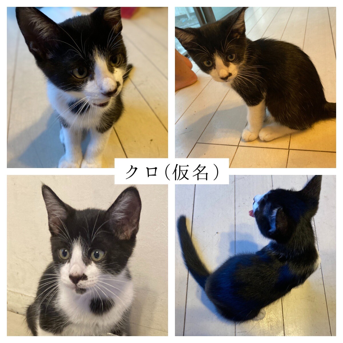 白黒子猫 生後3ヶ月 千葉県 猫の里親募集 ペットのおうち 月間利用者150万人