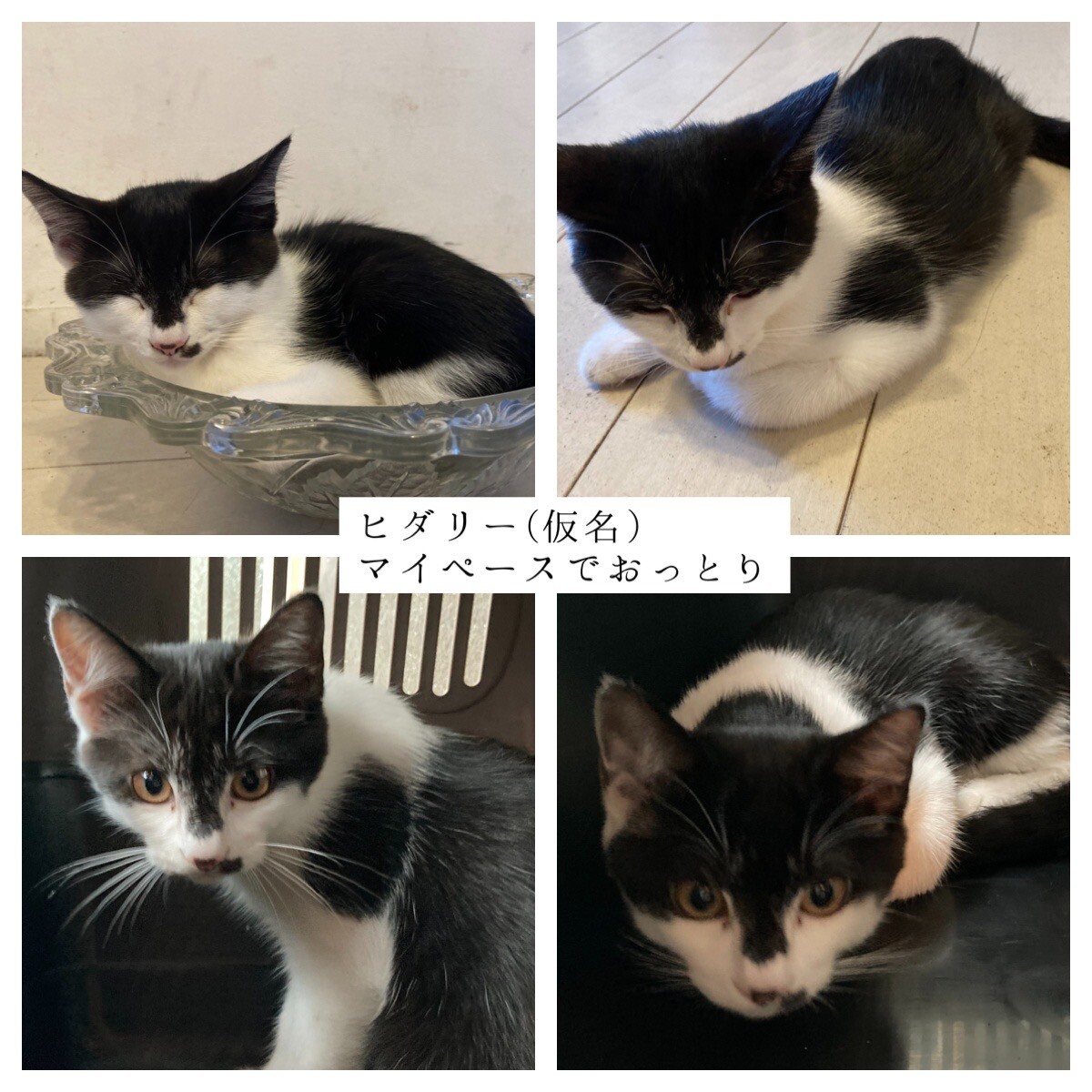 白黒子猫 生後3ヶ月 千葉県 猫の里親募集 ペットのおうち 月間利用者150万人