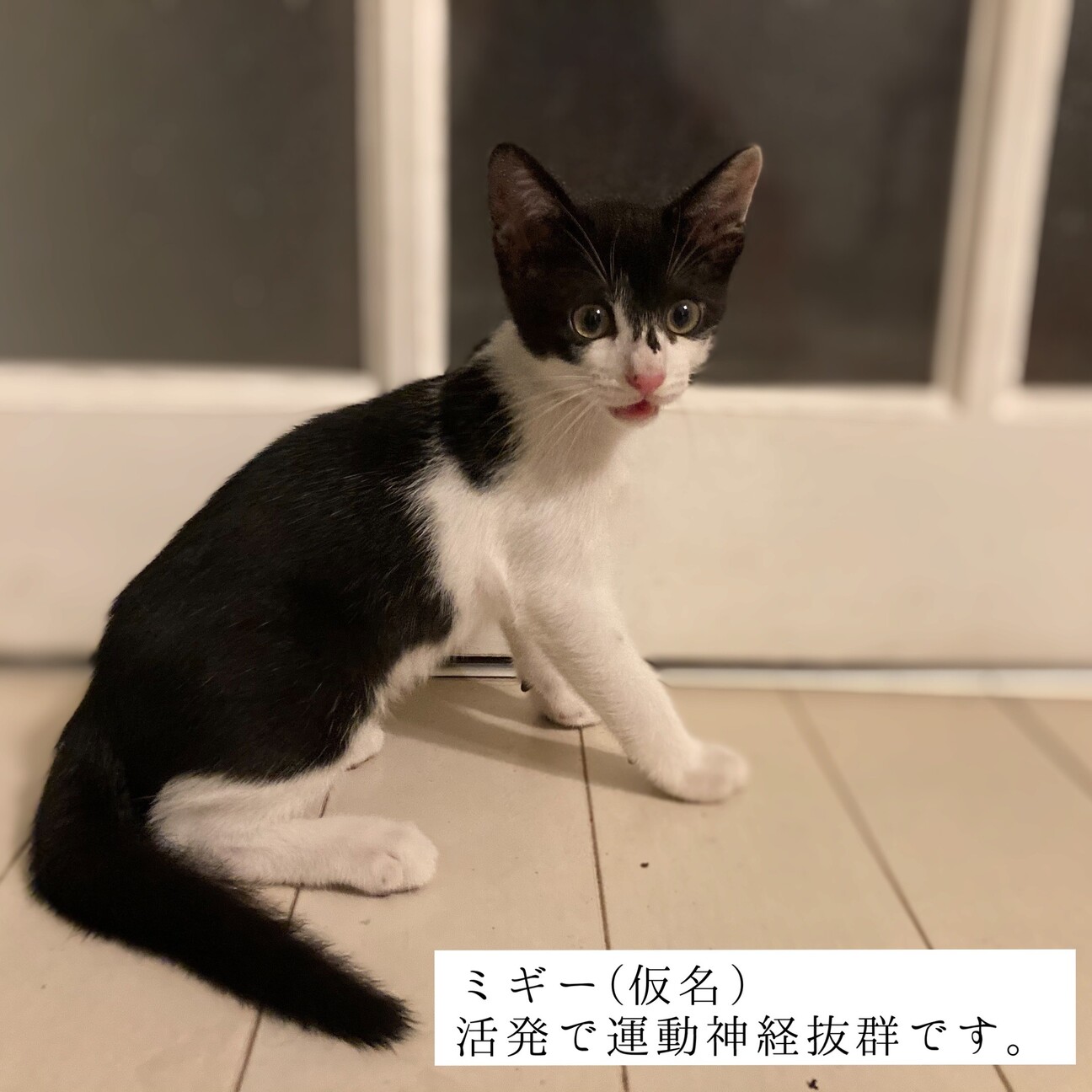 白黒子猫 生後3ヶ月 千葉県 猫の里親募集 ペットのおうち 月間利用者150万人