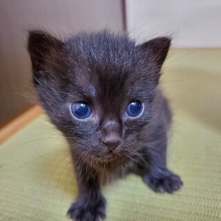 家族にしてください！