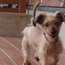 犬猫合同譲渡会