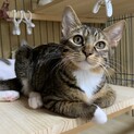 4ヶ月齢　しまじろう おっとり温厚抱っこできます